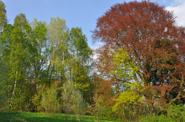 
Park dworski w Laskowicach